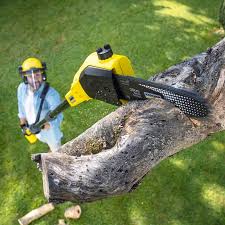 Lawn Renovation and Restoration in Alturas, CA